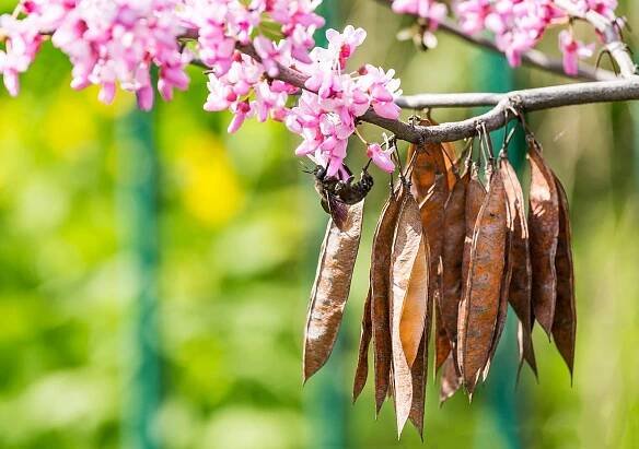 Zmarlika Jidášův strom (Cercis siliquastrum), suché lusky a květy – Kateryna Maskevych / Shutterstock