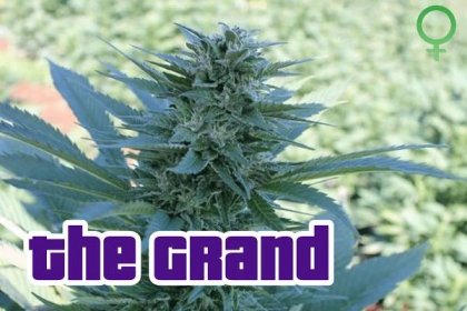 the-grand-hemp-strain-t2-seeds-fortuna-c-min
