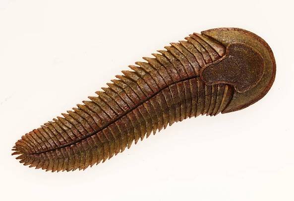 Model of Spriggina floundersi