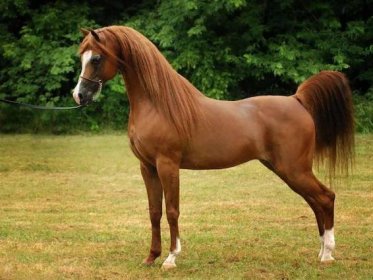 Na arabském koni: plnokrevný kůň arabské krve, popis, charakteristika