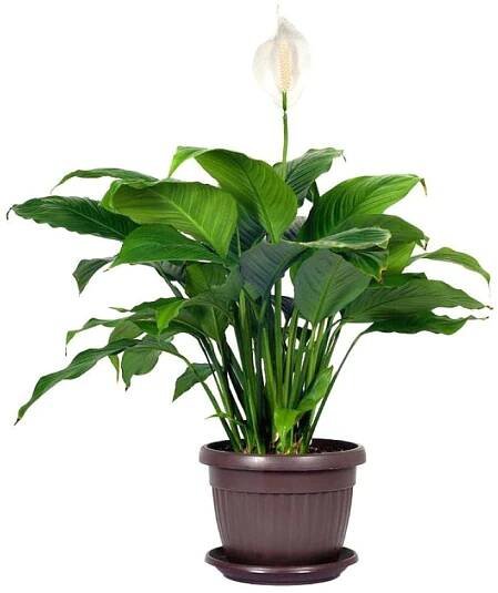 Spathiphyllum - Spatyfilium - Toulcovka - Lopatkovec levně | Kupi.cz