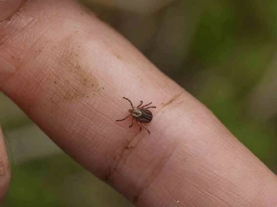News Picture: Lyme Disease Patients Aren't Getting Proper Follow-Up Care