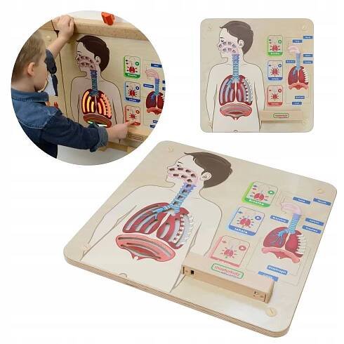MASTERKIDZ Vzdělávací tabule Montessori dýchací systém