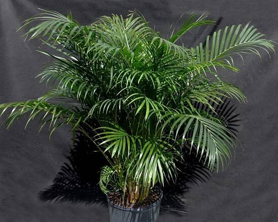 Co má rád Chrysalidocarpus?