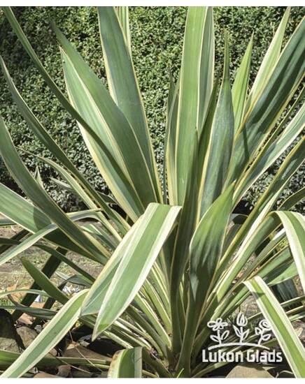 YUCCA - juka - Lukon Glads s.r.o.