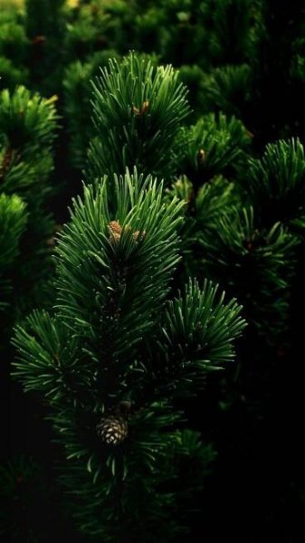Green dark tree