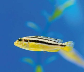 Tlamovec pestrý - Melanochromis auratus title=