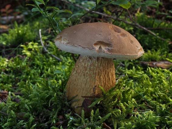 Pozor na záměnu. Hořčáky vypadají jako pravé hřiby, zkazí však smaženici