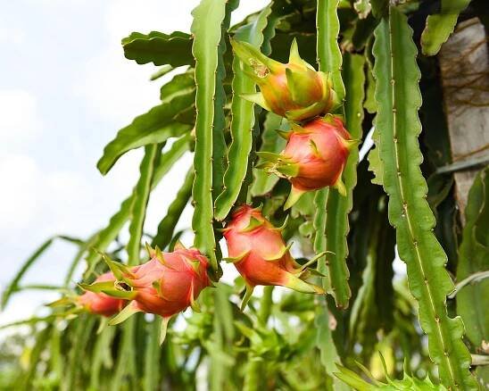 Dragon fruit on tree plant