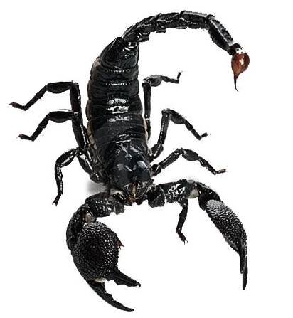 King Scorpion - Large Black Scorpion