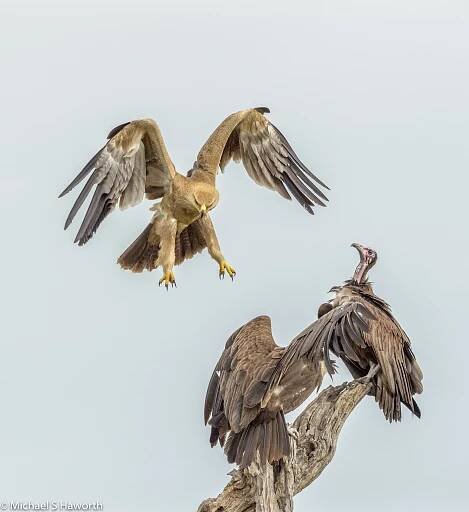 Eagles