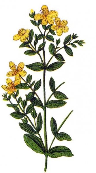 Johanniskraut - Hotel Stern