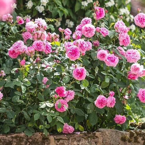 Gertrude Jekyll pink rose bred by David Austin