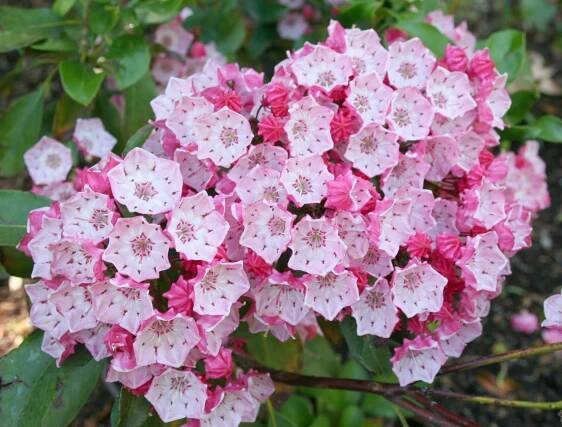Kalmia latifolia: Péče a vlastnosti horského vavřínu