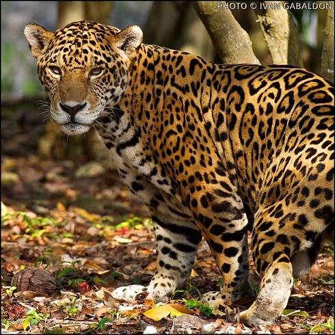 Panthera_onca