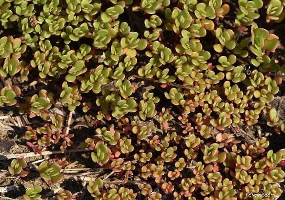Šrucha zelná (Portulaca oleracea), rostlina