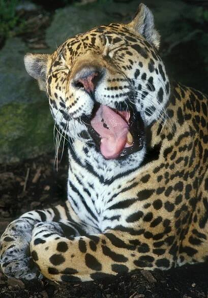Obrázek - Panthera onca (jaguár) | BioLib.cz
