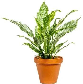 Gardners Spathiphyllum Diamond, průměr 12 cm Spatifylum, Lopatkovec, Toulcovka