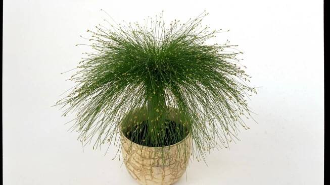 Skřípina / Scirpus cernuus