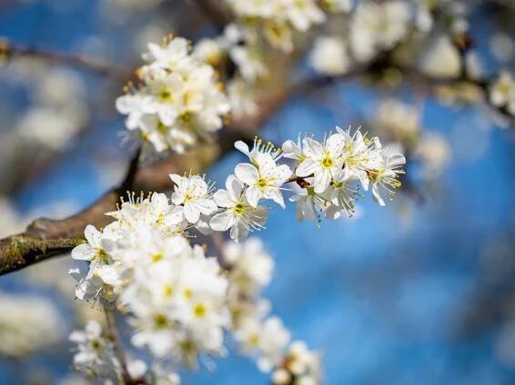 Prunus spinosa | Prunus spinosa - Van den Berk školky