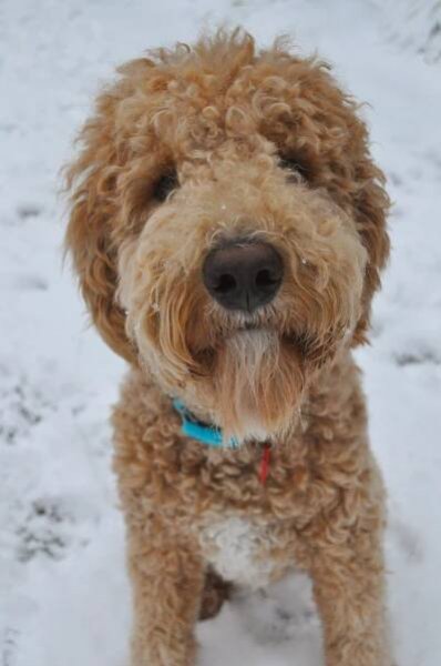 Goldendoodle