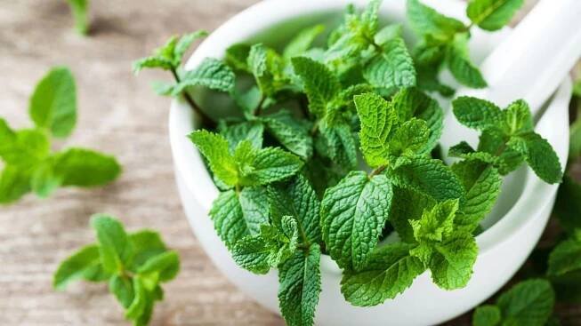 Ambiente adaptado para Mentha aquatica
