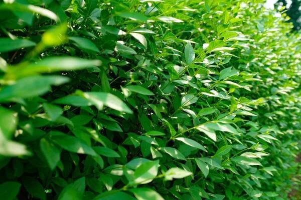 close-up of hedge branches