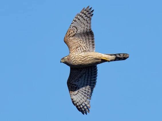 Juvenile - ML609520161