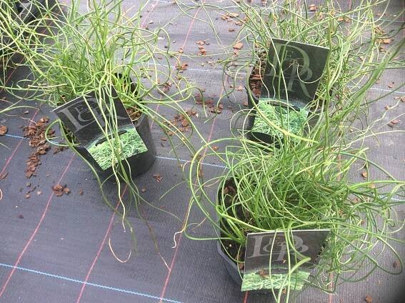 Juncus Effusus 'Spiralis'17cm pot £10.00