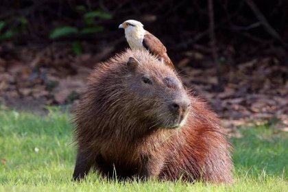 Capybara (nebo Capybara)