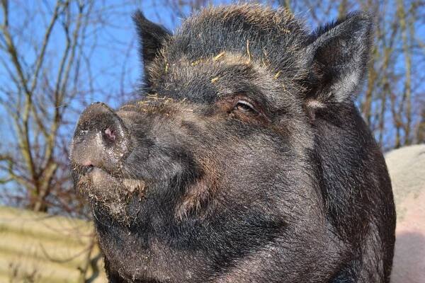 Trichinelóza - Veterinární průvodce