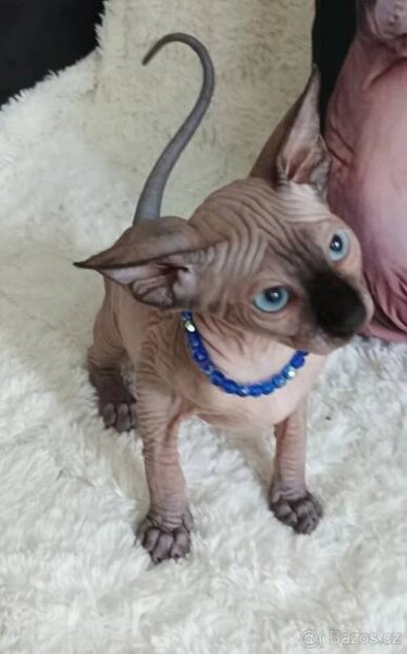 Kanadský sphynx