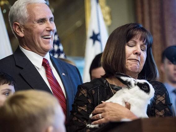 Mike Pence's Gay Rabbit Is the Newest Kid-Lit Sensation