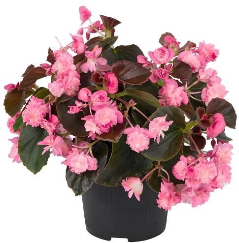 Begonia semperflorens Doublet® Rose