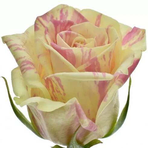 Žíhaná růže SWEET HARLEQUIN 30cm (M)