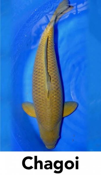 A Guide to Pond Fish