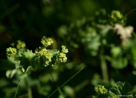 Kontryhel půlkulovitý (Alchemilla subglobosa)