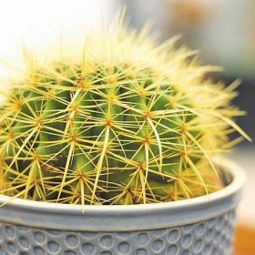 8 Popular Houseplants That Can Survive Your Constant Neglect - The Owner-Builder Network