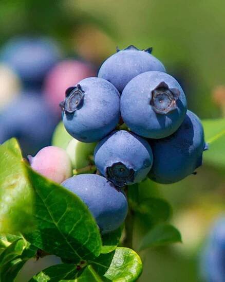Legacy Blueberry Bush (Vaccinium corymbosum ‘Legacy’) fruit on bush