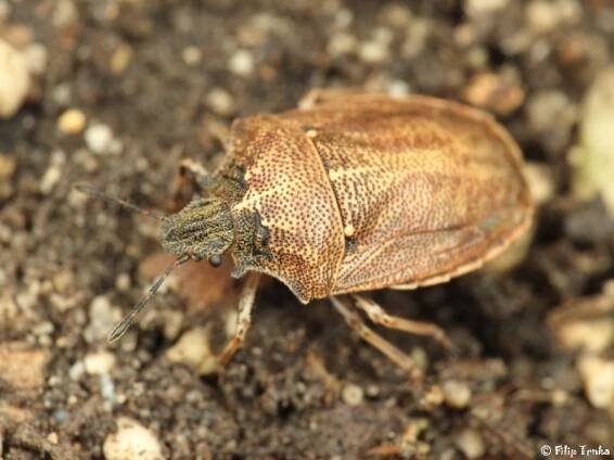 Podops curvidens - kněžice slaništní | Pentatomidae - kněžicovití | Natura Bohemica