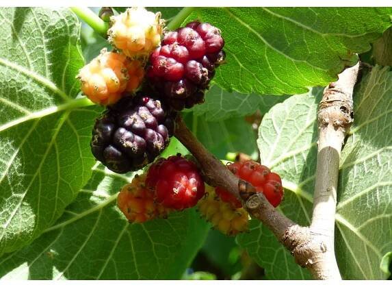 Morušovník Mojo Berry zakrslý (Morus rotundiloba Mojo Berry) - 30 - 50 cm - Fascinující Paulownia