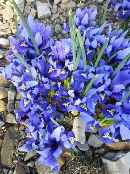 Iris reticulata Harmony - kosatec síťkovaný