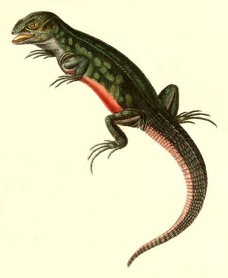 Stenocercus roseiventris
