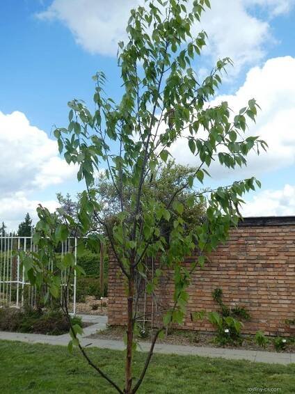 Bříza čínská Fascination - habitus (Betula albosinensis)