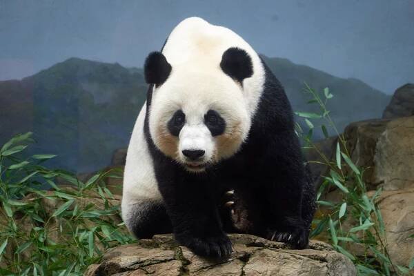 Mei Xiang