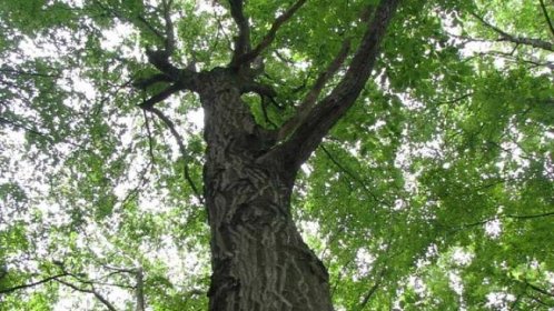 Lesáci vyhlásili stromem roku habr