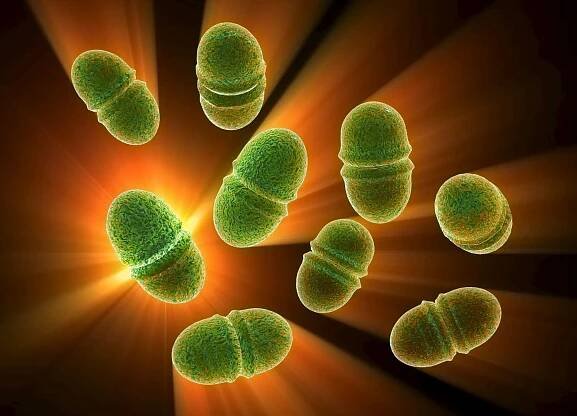 Enterococcus faecalis (E. faecalis)