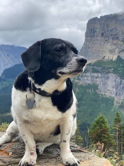 In loving memory of Baxter the wonder dog – The Continuing Adventures of S/V Rocket Science
