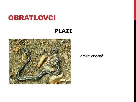 PPT - BEZOBRATLÍ PowerPoint Presentation, free download - ID:4342051