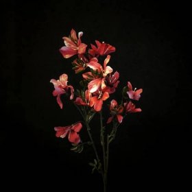 Umělé květiny - Květiny - Luční kvítí fuchsiové
